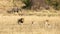 Pride of lions, panthera leo,, a male and three females, in the grasslands of the Masai Mara, Kenya. An elephant mother and calf