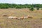 Pride of lions resting in savannah at africa