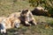 Pride of lions rests in safari park