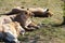 Pride of lions rests in safari park