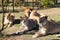 Pride of lions rests in safari park