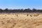 Pride of lions in the savannah, in Namibia