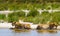 Pride of lions on shore of small pond. Serengeti, Africa