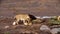 A pride of lions sits on the savannah plains of Africa on safari.