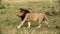 A pride of lions sits on the savannah plains of Africa on safari.