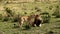 A pride of lions sits on the savannah plains of Africa on safari.