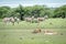 Pride of Lions sleeping in front of Zebras.