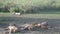 Pride of lions sleeping in sun, Serengeti, Tanzania