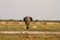 Pride of Lions stand off with big bull elephant