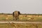 Pride of Lions stand off with big bull elephant