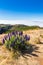 Pride of Madeira - Echium Fastuosum, Pico do Arieiro, Portugal, Europe