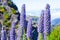 Pride of Madeira flower - Lat. Echium candicans or Echium fastuosum -against mountain blurred background.