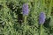 Pride of Madeira flowers (Echium Candicans) in light purple shad