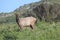 Pride of the shore, wildlife, tule elk