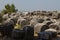 Priene columns