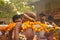 A priest bringing the holy water for the worship of Lord Shiva. the villagers enjoys the programme