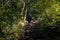 A priest climbs a mountain by stone steps in the Relic Forest of Bussaco, Portugal