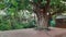 A Priest is worshiping under the Banyan Tree wearing a mask during the lock down period