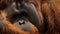 Primal Elegance: Intimate Close-Up of Orangutan Fur