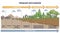Primary succession and ecological growth process stages outline diagram