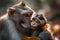 Primate bonding Young macaque and mother sitting together in forest