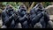 Primate Connectivity: Gorilla Gathering in the Digital Realm