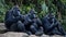 Primate Connectivity: Gorilla Gathering in the Digital Realm