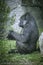 Primate, huge and powerful gorilla, natural environment