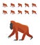 Primate Orangutan Walking Cute Cartoon Poses Seamless Wallpaper Background