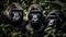 Primate portrait Endangered bonobo staring, cute, strong, in tropical forest generated by AI