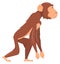 Primate side view. Walking animal. Cartoon chimpanzee