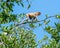 Primate in a tree in an Asian mangrove forest