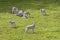 Prime lambs on green grass