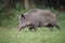 Prime male wild boar in Germany