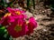 Primerose flower in the spring. Pink primula vulgaris flower in the garden