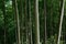 Primeval beech forest of Carpathians, Western Ukraine,unesco