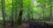 Primeval deciduous stand of Bialowieza Forest in summer