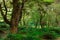 Primeval forest on routeburn track