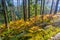 Primeval forest at West Tatra