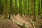 Primitive beech forests in the Jasmund national park on the island of RÃ¼gen.  Germany