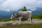 Primitive cattle breed. Bulgarian gray cattle.