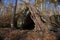 Primitive Lean to Survival Shelter in the forest. Makeshift campsite in the wilderness. Essential bushcraft skill