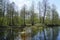 Primitive protected forests. Beautiful forest in the Berezinsky Reserve in the floodplain and the Berezina River.