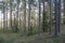 Primitive protected forests. Beautiful pine coniferous forest in the Berezinsky Reserve.