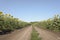 Primitive road through a sunflower field. Sunny summer view.