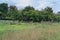 Primitive rustic wooden fence in front of forest