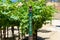 Primitivo red wine grape variety outdoor sign on metal vertical post in summer vineyard