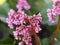 Primrose Badan, Bergenia or elephant-eared saxifrage, elephant`s ears in early spring close-up, native to central Asia