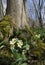 Primrose in Beech woodland