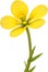 Primrose clipart. A cute Primrose flower icon. AI-Generated.